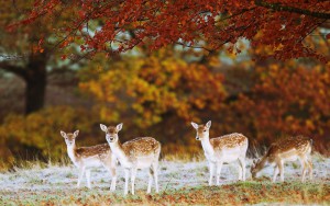 Prevent Deer Damage this Autumn