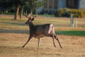 Enhance Your Homemade Deer Repellents