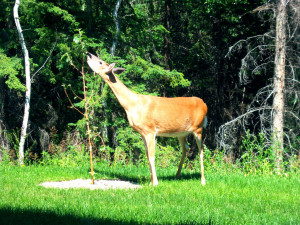 Deer Eating an Apple Tree