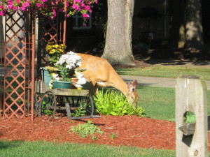 Keep Deer Out of Your Landscaping