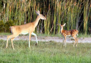 Keep Deer Away this Spring