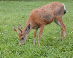 Deer Eating In Yard