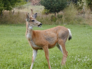 Young Bucks Often Ruin Trees by Rubbing Their Antlers Against the Bark
