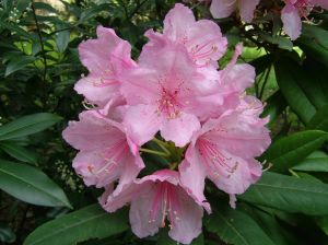 Pink Azalea