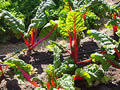 Swiss Chard