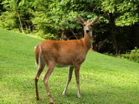 Deer in Yard