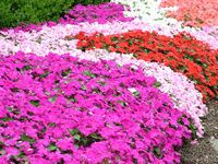 Keep Deer Out of Flower Gardens