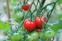 Deer In Tomato Plants