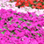 Flower Garden